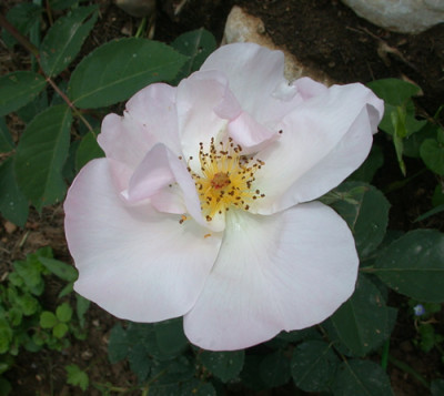 Shropshire_Lass_Huegel_28361.jpg.jpg