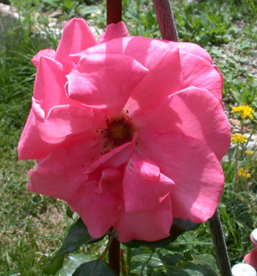 Lawinia_S1_28457.jpg.jpg