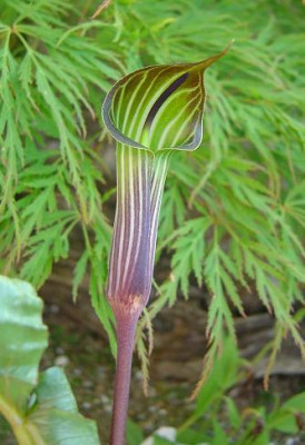 A._propinguum.JPG