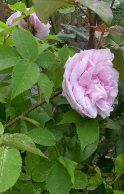 20040606_unbekannte_rose.jpg