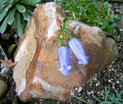 21.6.06._Campanula_zoysii_003.JPG