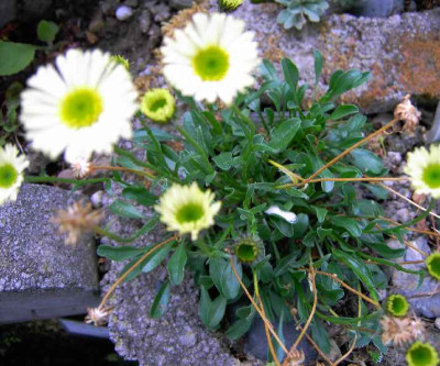 21.6.06._Erigeron__aurens_Canary_Bird_008.JPG