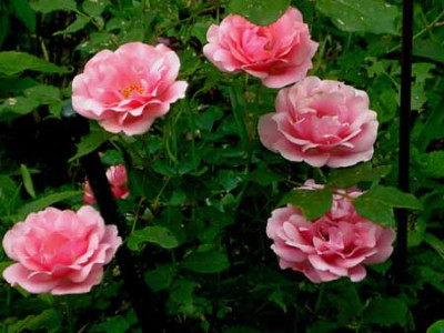 Rose_Rosamunde.jpg