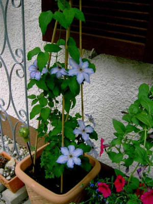 Clematis_Ekstra.jpg