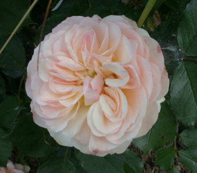 S1_28005.jpg