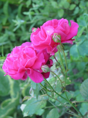 IMG_0102_434X580.jpg