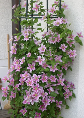 Waldrebe_Piilu_HW_28411.jpg
