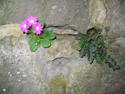Auf_der_Mauer_1_Primula_hirsuta_und_Asplenium_trichomanes.jpg