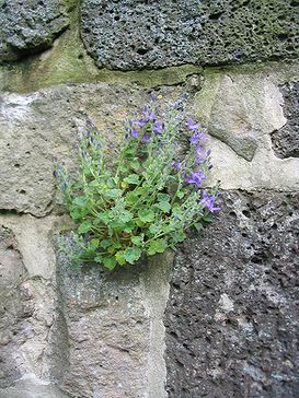 Auf_der_Mauer_2_Campanula_poscharskyana.jpg