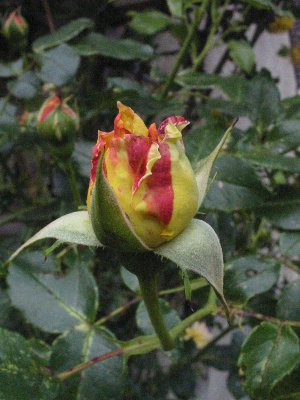 100-0001_IMG_3_300x400.JPG