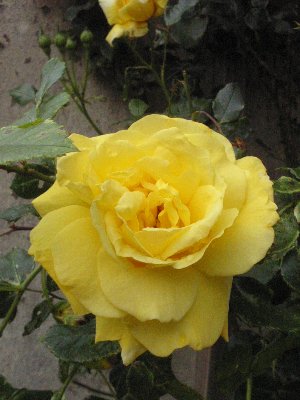 100-0002_IMG_3_300x400.JPG