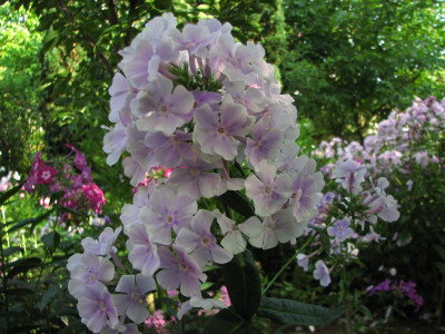 lavendelwolke (1).JPG