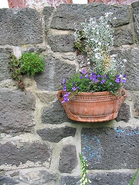 Auf_der_Mauer_4_Campanula_Cerastium_Sempervivum.jpg