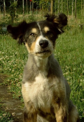 Gremlin-36.jpg