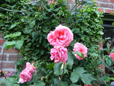 garten_182.jpg