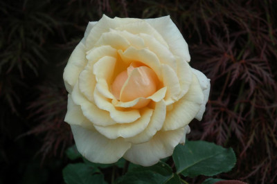 A0317_Large.JPG