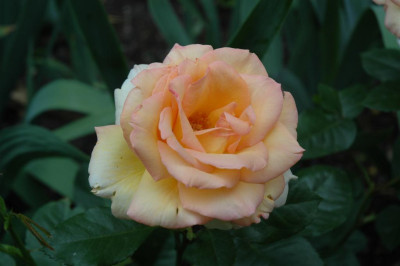 A0318_Large.JPG