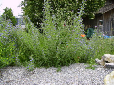 PICT0945.JPG
