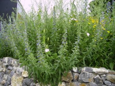 PICT0947.JPG