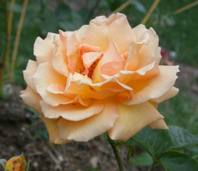 Westfalenpark_Hugel_28549.jpg