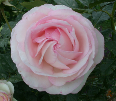 Pierre_de_Ronsard_S2_28527.jpg