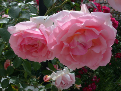 Sorbet_S4_28433.jpg