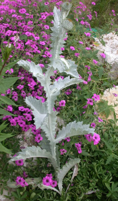 Eselsdistel__Storchschnabel_Patricia_T_28561.jpg