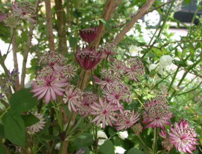 Sterndolde_Rubra_S4_28087.jpg