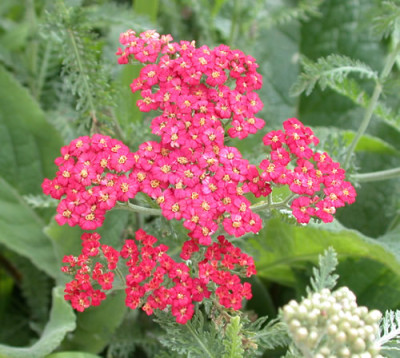 Rote_Schafgarbe_Cerise_Queen_27985.jpg