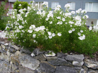 PICT0941.JPG