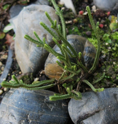 Hebe tetrasticha  II ...  2.8.15 007.jpg