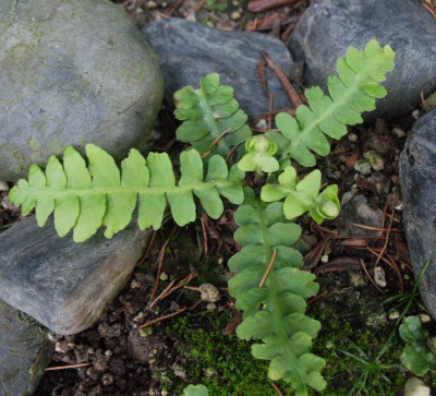 Asplenium dalhousiae  ... 2.8.15 005.jpg