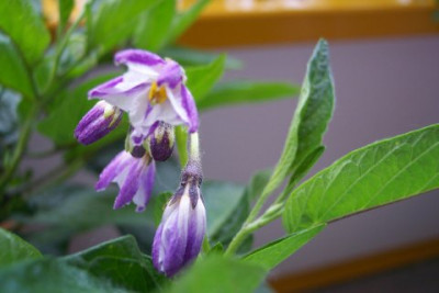 100_2403.jpg