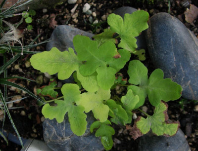 Onoclea sensibilis 'Nana'    ...  2.8.15 010.jpg
