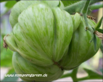 green_bell_pepper_3.jpg.jpg