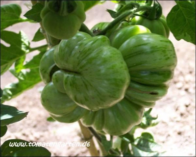 green_bell_pepper_11.jpg.jpg