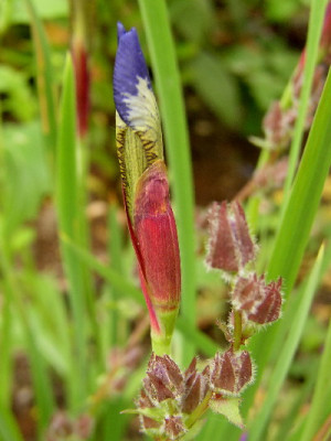 Knospen33.jpg