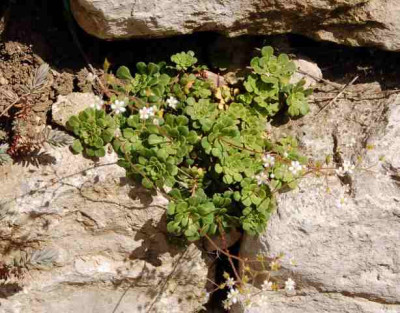 Keilblattriger_Steinbrech_HR_03051_1.JPG