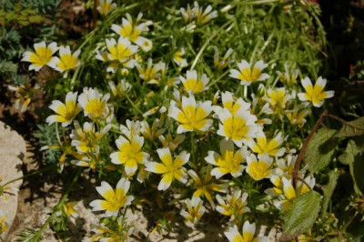 Wiesenschaum_HR_03031_1.JPG