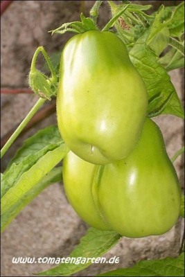 05riesenbaumtomate08.jpg.jpg