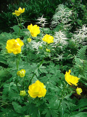 Trollius_stenopetalus..jpg