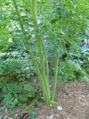 2015-08-02 Acer stachyophyllum.jpg