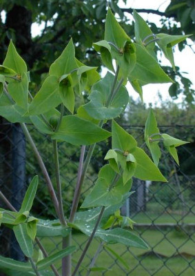 20040602_euphorbia.jpg