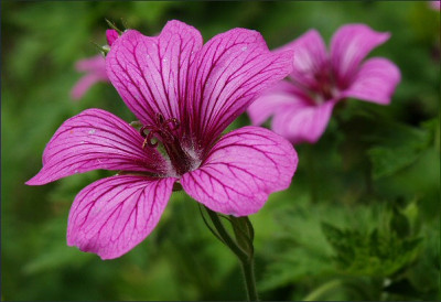 Geranium_Anton_Bruckner.jpg
