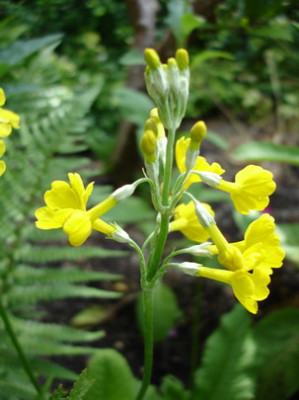 Primula_helodoxa_1_Groenveranderung.JPG