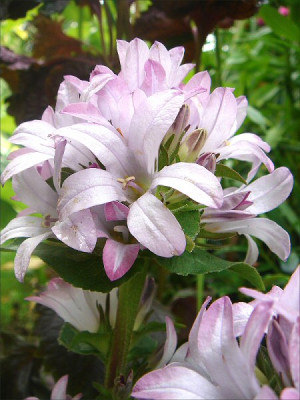 Campanula_glomerata_Caroline.jpg