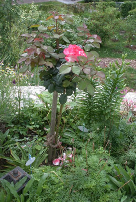 DSCN8717_Nostalgiebaumchen_zwei_01_.jpg