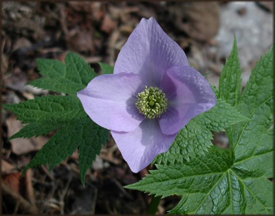 Glaucidium_palmatum.JPG