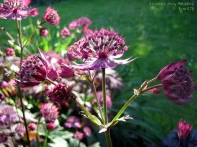 Astrantia_Ruby_Wedding_13211.jpg