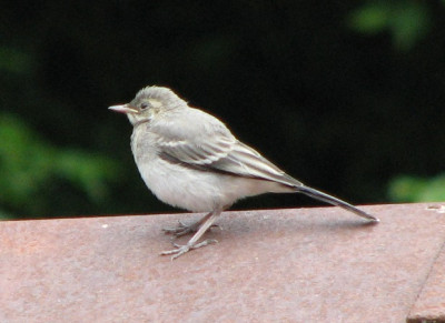 VOGEL_BI.jpg